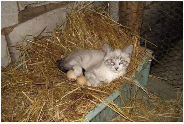 кошка высиживает яйца